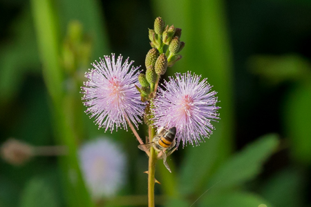 A Flower along the road